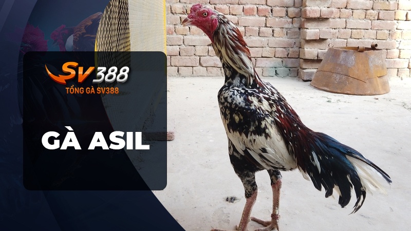 Gà Asil là gì? | Tìm hiểu dòng gà Asil nguồn gốc Ấn Độ