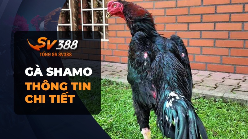 Gà Shamo là gì? Mua gà Shamo Nhật Bản tại Việt Nam