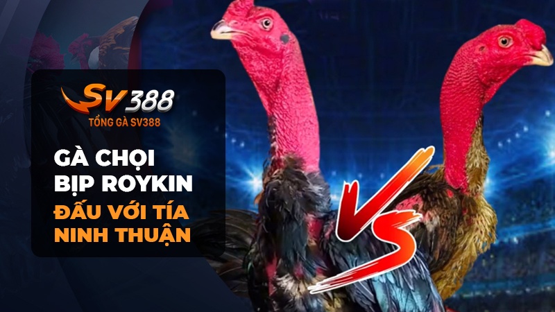 Trận đấu giữa gà chọi bịp Roykin và Tía Bút Chì Ninh Thuận