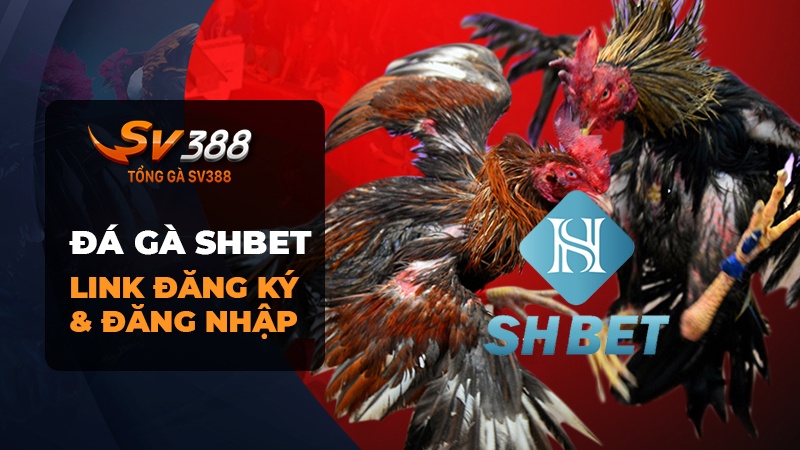 Đá gà SHBET | Link đăng ký & đăng nhập